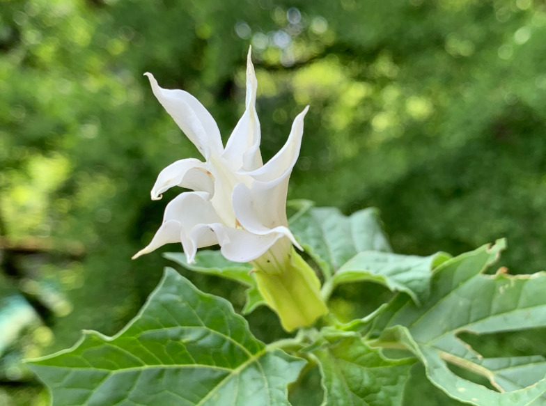 Datura stramonium