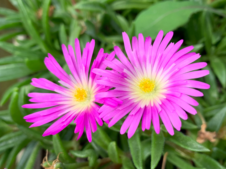 Delosperma sutherlandii
