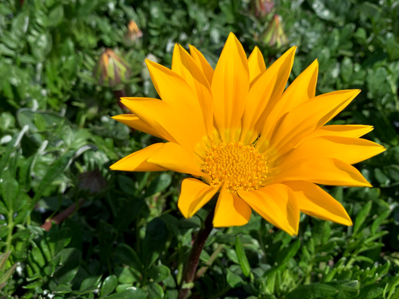 Foto: Gazania spp.