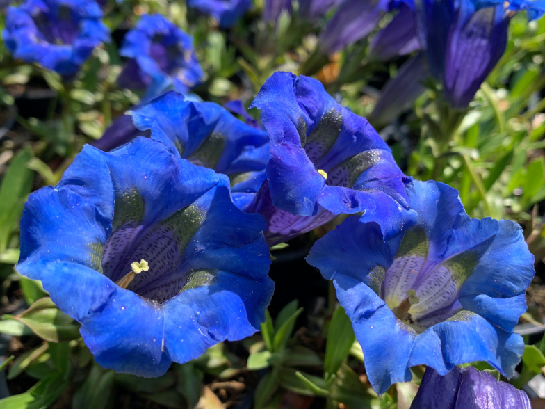 Foto: Gentiana acaulis