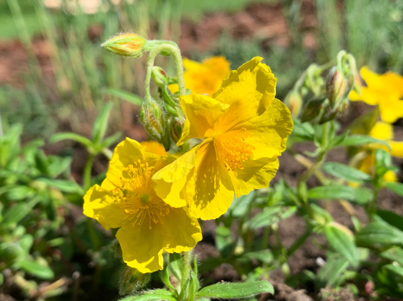 Foto: Gemeines Sonnenröschen (Heliathemum nummularium)