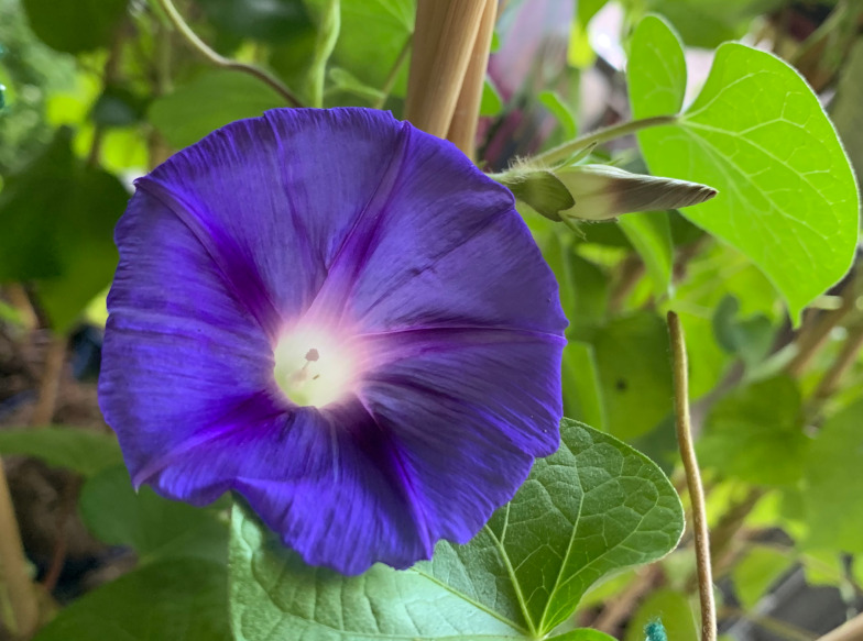 Ipomoea purpurea