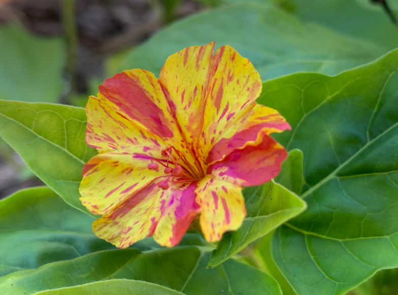 Wunderblume (Mirabilis jalapa)