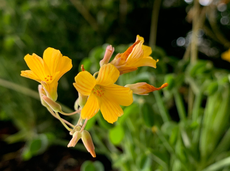 Peruanischer Sauerklee (Oxalis herrerae)