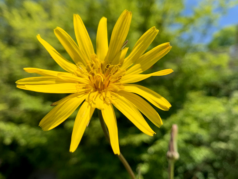 Foto: Tragopogon pratensis