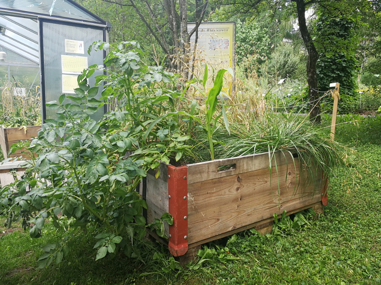 Foto: Klimagarten Freilandbeet Mitte Juli