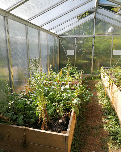 Bepflanzung im Gewächshaus B («+4°C»): feuchte Seite vor der Ernte Ende August