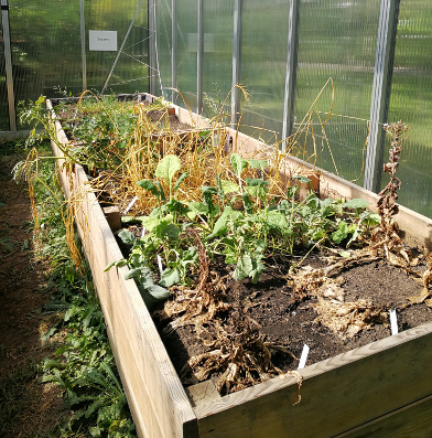 Bepflanzung im Gewächshaus B (« +4°C»): trockene Seite, vor der Ernte Ende August