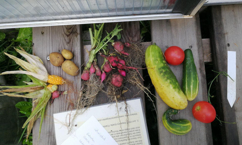 Foto: 1. Teilernte aus dem Klimagarten: Mais, Kartoffeln, Radieschen, Gurken, Tomaten
