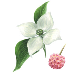 Illustration: Blumenhartriegel (Cornus kousa)