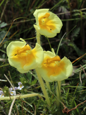 Foto: Pedicularis chinensis