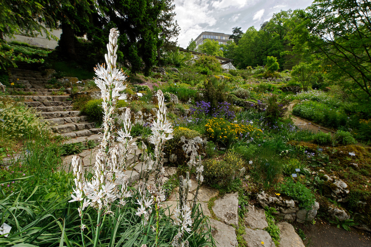 Botanischer Garten der Universität Bern: Alpinum