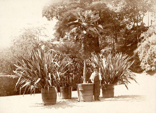 Obergärtner Alexander Schenk mit Kübelpflanzen (etwa um 1912)