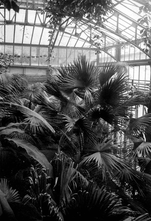 Altes Palmenhaus (um 1940)