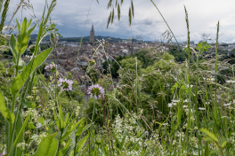 Lebensraum Mitteleuropäischer Halbtrockenrasen am Aargauerstalden Bern