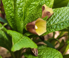 Krainer Tollkraut (<i>Scopolia carniolica</i> JACQ.)