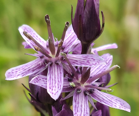 Moorenzian (<i>Swertia perennis</i> L.)