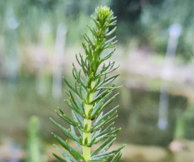 Tannenwedel (<i>Hippuris vulgaris</i> L.)
