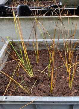 Foto: Vermehrung Scheuchzeria palustris im BOGA