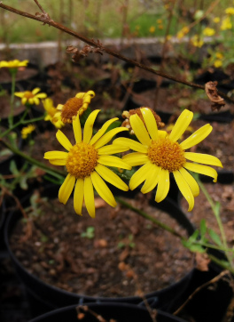 Foto: Vermehrung Senecio erraticus im BOGA